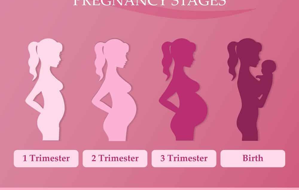 Different Stages of Pregnancy